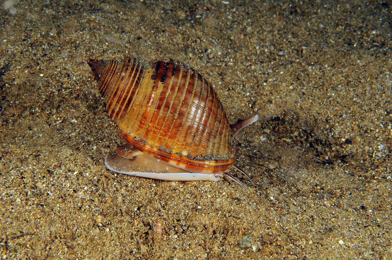 Phalium granulatum